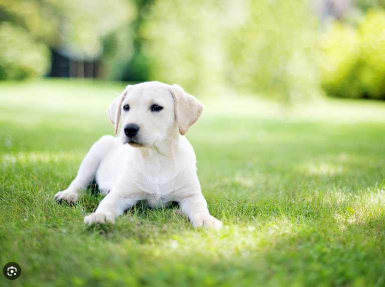 Dog Poop Pickup in Warren, Michigan