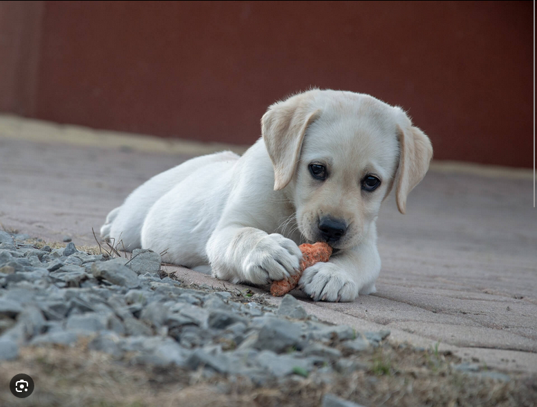 Dog Poop Pickup in Warren, Michigan