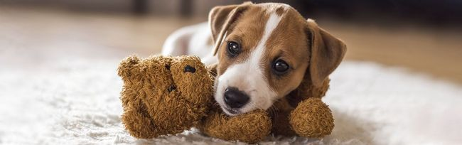 Dog Poop Pickup in Warren, Michigan