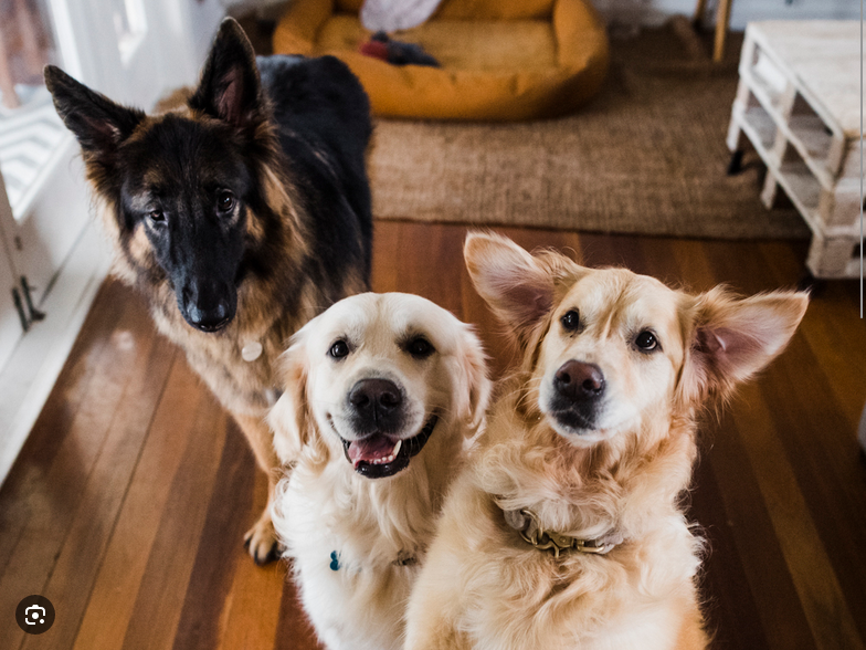 Dog Poop Pickup in Warren, Michigan