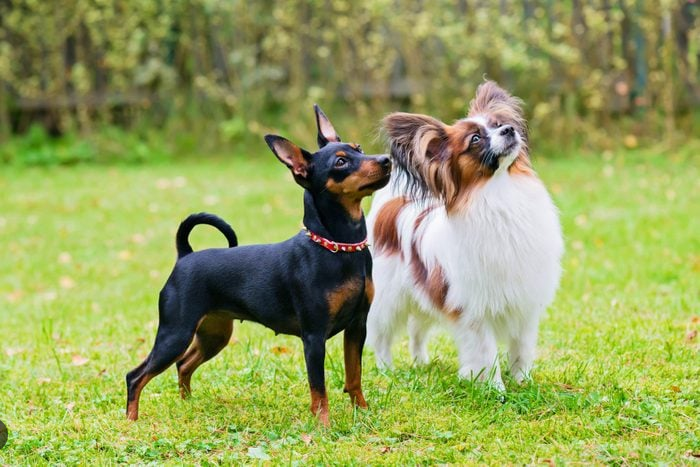 Dog Poop Pickup in Warren, Michigan