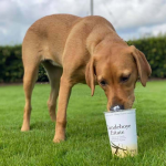 Dog Poop Pickup in Warren, Michigan